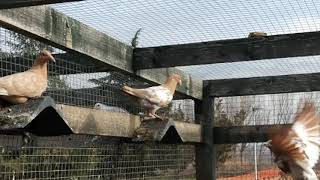 meulemans racing pigeons