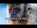 함보세요 @skek11 손오공 때문에 앙숙이 된 개와 원숭이 삶의 지혜 견원지간 옛날이야기 좋은글과 동영상