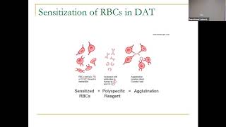 BloodBank Lecture 5 2020