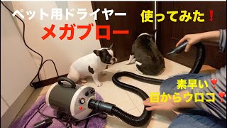 4BUHIの自粛生活10日目 メガブローで乾かしたよ フレンチブルドッグ 【French bulldog】