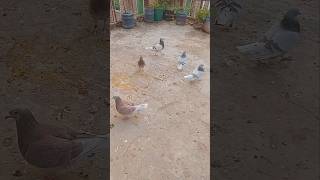 Milli Park  #pigeon #kabotar #viral #youtube #short