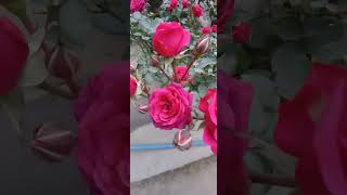 R garden #shortvideo #rosegarden #flowers #gardenflower #new #trending #gardenrose #shorts #viral ❤️