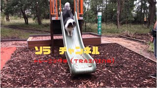 Dog plays the Slid and the tunnel. 滑り台　トンネル遊びは楽しいよ、シェルティ ブルーマール