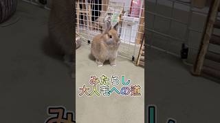 みたらしの歴史(顔の毛) # #bunny #rabbit #animal #pets #ネザーランドドワーフ #うさぎ #かわいい #癒し #子うさぎ