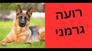 אילוף כלבים | איך לאלף רועה גרמני | על הגזע רועה הגרמני | אילוף רועה גרמני | טל שלוש מאלף כלבים בכיר