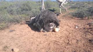 Safari Ostrich Show Farm ostrich laying egg