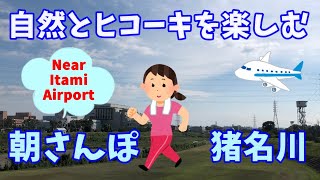 【 散歩　自然 】伊丹空港 近く 猪名川 堤防 を 朝 ウォーキング Walking along the Ina River near Itami Airport in the morning