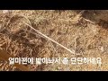 왜 내 정원 수국 만 죽어갈까 꾹꾹 밟아야 사는 수국 이라 죽어가는 노지식재한 어린 장미 수국 원인과 초간단 처방은 꽃을 심는것 보다 사후 관리가 더