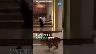 Tiger Viral Video :  শখ করে বাঘ পুষে ছিলেন, পোষ্যের থাবায় প্রাণ যাওয়ার জোগাড়, ভাইরাল ভিডিয়ো