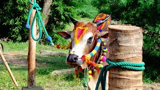 மஞ்சுவிரட்டு|MANJAVIRATTU|SILATTUR|KATAIYATHUPATTI|