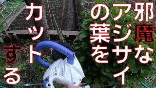 【コードレス植木バリカン】家庭菜園の通路にある邪魔なアジサイの葉っぱをカットしていきます。足元を良くして転ばない事が一番です。【HiKOK　FCH14DSL　ハイコーキ】