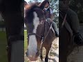 節奏｜ryethm｜馬｜騎士｜horse riding｜馬匹的節奏踩點