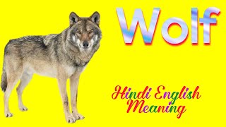 wolf meaning in hindi | bhediya ko english mein kya kahate hain | wolf | bhediya | भेडिया | Spelling