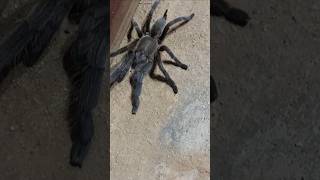 Huntsman Spider Brazilian 🕷🕷 #ytshorts   #spider #shorts #viralvideo #trending #insects