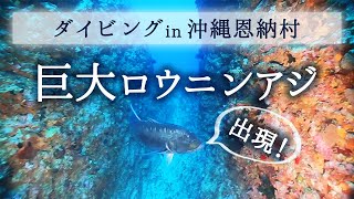 [Onna Village Diving] Appearance of Giant trevally [GT]