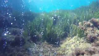 Discover the CO2 Vents of Castello Aragonese: Ocean Acidification in under 3 Minutes