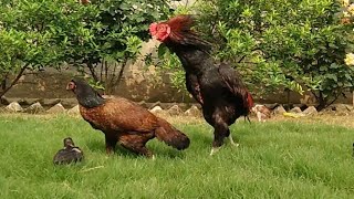 Fast and hard pink hen sex videos - Porn pic