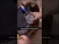 Funny animal videos I found on Instagram and Tiktok #shorts