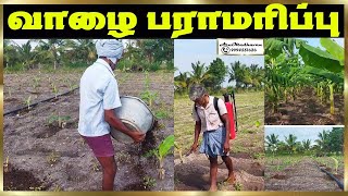 வாழை பராமரிப்பு ||| #agriculture #kovilpatti #bananaCultivation #tamilnadu