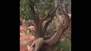 109 도나 되는 더운 여름날에 Baby bell rock hiking in Sedona.AZ