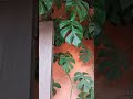 monstera tetrasperma #shorts