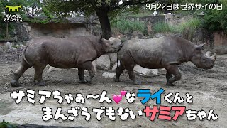 【世界サイの日】サミアちゃ〜ん♪なライくんとまんざらでもないサミアちゃん【天王寺動物園のヒガシクロサイ】