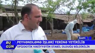 09.05.2020 / Dünya TV / Saatlıda epizootik vəziyyətin stabil olduğu bildirilir