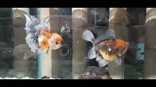 CALICO ORANDA (male and female)