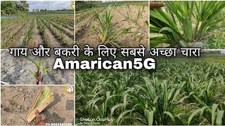 #Amarican5GNapierGrass की खेती किस तरीके से करना चाहिए।