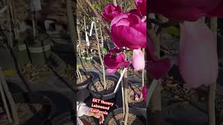 Black Tulip Magnolia #california #shortvideo