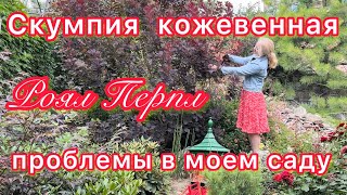 Скумпия кожевенная  краснолистная и проблемы с ней у меня в саду