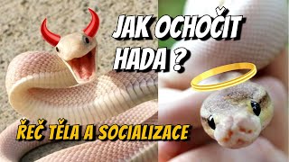 Jak ochočit hada - řeč těla a socializace