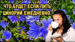 ЧТО ПРОИЗОЙДЕТ С ОРГАНИЗМОМ ,ЕСЛИ КАЖДЫЙ ДЕНЬ ПИТЬ ЦИКОРИЙ