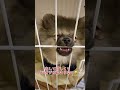 【ポメ子犬】しばらく遊んであげないとこうなる　 shorts pomeranian ポメラニアン 子犬 tiktok