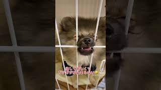 【ポメ子犬】しばらく遊んであげないとこうなる　#shorts #pomeranian #ポメラニアン #子犬 #tiktok