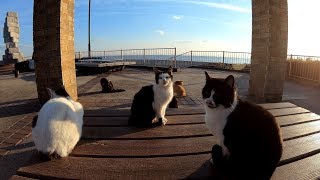 海辺の公園で開催される猫集会に参加してみた