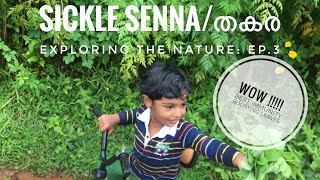 Best edible leaves/Immunity boosting leaves/Sickle Senna/Thakara/Exploring the nature Ep.3