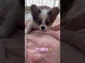 うとうとする生後3ヶ月パピヨン犬リーナ