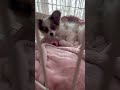 うとうとする生後3ヶ月パピヨン犬リーナ