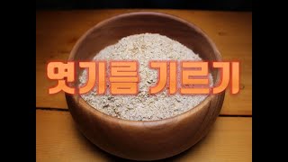 엿기름기르기 [Malt]-산도깨비의 열두달 발효일기