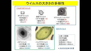 生物進化対面3回１から３胚葉2022秋 edit