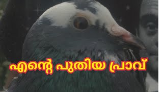 new pigeon | വന്നു കയറിയ എന്റെ പുതിയ പ്രാവ് 🕊️🕊️