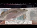 バラマンディ　マンちゃん転覆病！？古代魚大型魚混泳水槽no.13奮闘 バラマンディ 古代魚 大型魚 混泳水槽