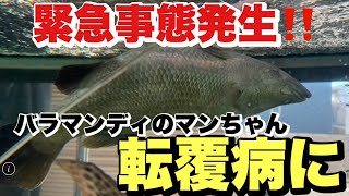 バラマンディ　マンちゃん転覆病！？古代魚大型魚混泳水槽NO.13奮闘#バラマンディ #古代魚 #大型魚 #混泳水槽