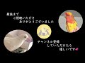 コザクラインコの発情を抑えたい！今回はケージの中に飼い主が可愛がっている おもちゃを入れて反応を見ました