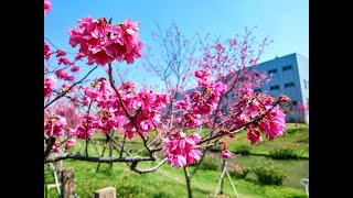 台中后里 - 崴立機電櫻花公園