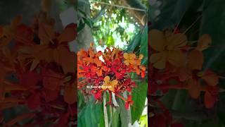 അശോകത്തിന്റെ മനോഹരമായ പൂക്കൾ 🥰 #myvideo #creator #vlog #flowers #supportmychannel