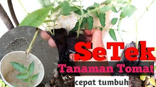 Cara Setek Tanaman Tomat | tanpa perangsang akar