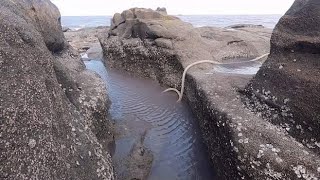 海峡沟下群龙乱舞，小川赶海将其抽干，凶猛海货全都缩成团随便抓