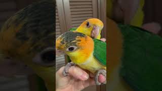 生後２ヶ月になりました♪シロハラインコ雛　#caique #shorts